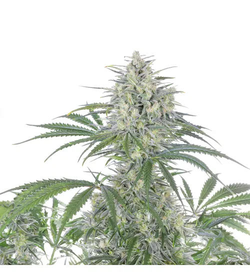 Just Seeds - Bruce Banner [AUTO]