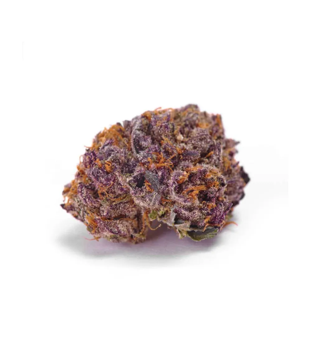 Just Seeds - Purple Glam Kush [FEM]