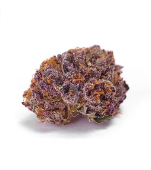 Just Seeds - Purple Glam Kush [FEM]