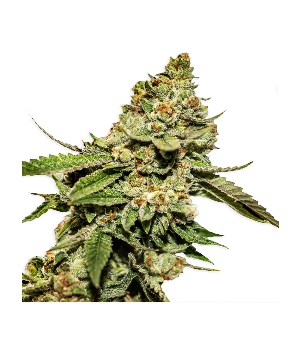 Just Seeds - Bruce Banner [FEM]